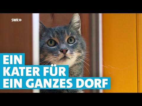 Kater Primo ist im ganzen Dorf Otterbach zuhause