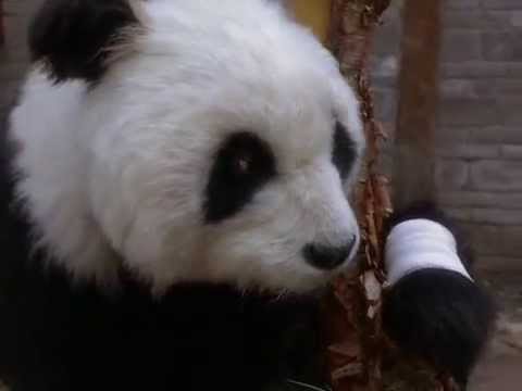 The Amazing Panda Adventure (1995) Teaser