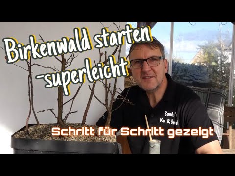 Birkenwäldchen starten -Schritt für Schritt gezeigt Pre-Bonsai 2023/41