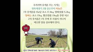 [농사기초_마늘,양파] 지금 당장 실천하세요. 노지 채소(마늘·양파) 고품질 다수확을 위한 관리는 지금부터.…