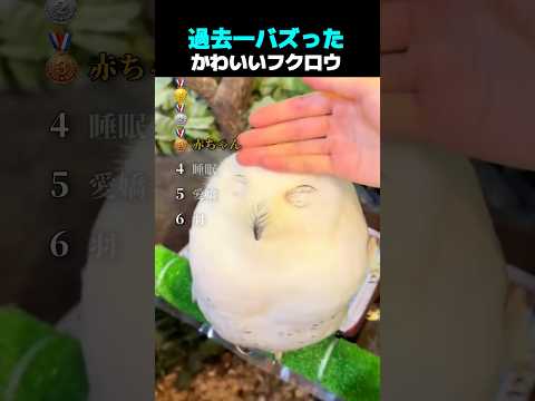 過去一バズった ! ? かわいいフクロウ TOP6