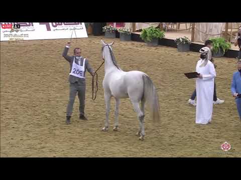 N 206 DUJA AL SHAQAB   23rd Qatar National Arabian Horse Show   Fillies 2 Years Old Class 4A
