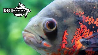 Don&#39;t Buy An Oscar Fish Unless You Watch This First!  10 Things You Should Know About Oscar Fish!