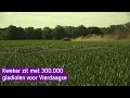 Geen Vierdaagse door corona, daar zit je dan met je 300.000 gladiolen