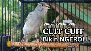 Download lagu PANCINGAN EFEKTIF, KENARI PAUD, KENARI MUDA Cocok untuk Masteran Kenari Macet BUNYI agar GACOR mp3 Download lagu PANCINGAN EFEKTIF, KENARI PAUD, KENARI MUDA Cocok untuk Masteran Kenari Macet BUNYI agar GACOR mp3