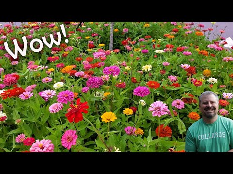 All About Zinnias - Flower Power and Pollinators