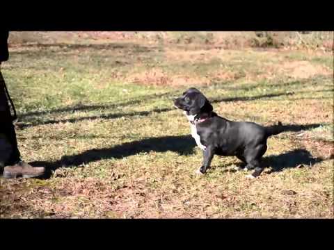 Starla, an adopted Beagle in Battle Ground, IN_image-1