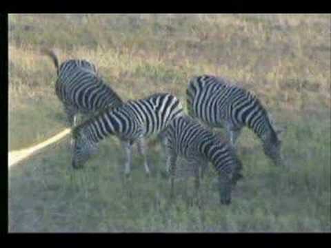 5.14.07 4.47pm Zebra group with youngins