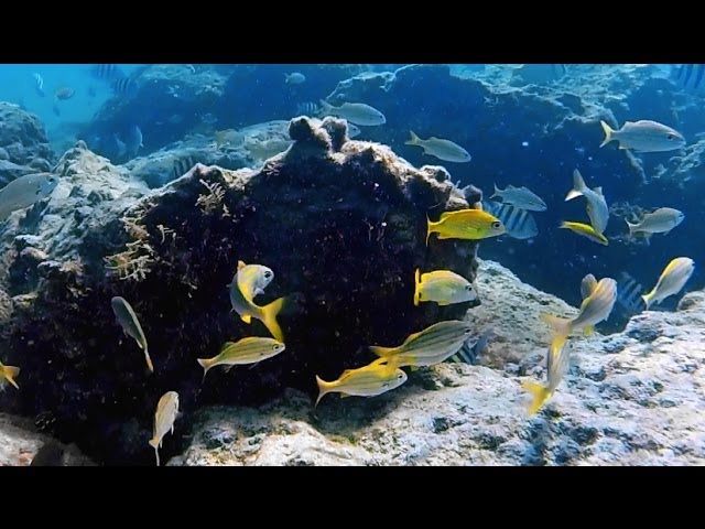 Riviera Reef Snorkeling | Riviera Beach / Singer Island