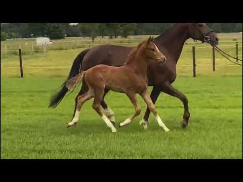 Hengstfohlen von Floriscount x Houston x Aktion *20.04.2020