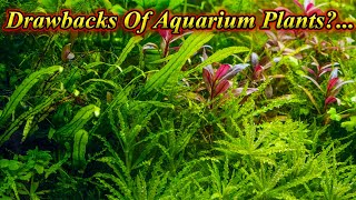 What Are The Drawbacks Of Keeping Plants In Aquarium?... Planted Tank Problems / Fish Aquarium Tamil