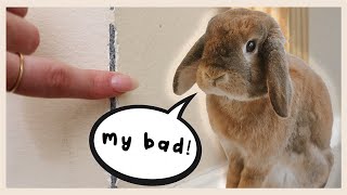 Everything in My House That My Rabbit Has Chewed