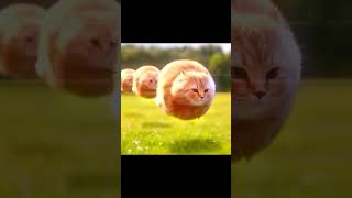 Spinning cat edit #viral #edit #эдит #fyp #capcut #spinningcat #спинеркот #мем