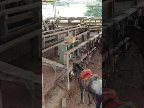 Faz.279 alq.valor 90 mil por alq documentação 100 % no Mato Grosso Cocalin chama no zap.91982165639
