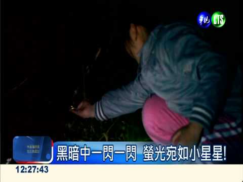 閃閃惹人愛! 賞螢地點報你知