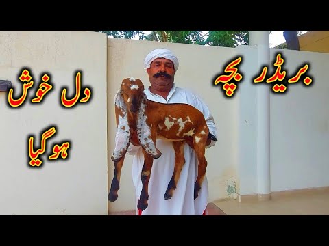 Top Class Baby Goats Of CH Sagheer - Goat Kids
