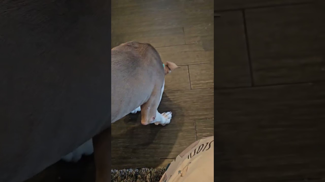 Enlarge Phoenix, a Adopted mixed breed in canyon lake, TX video 3/3