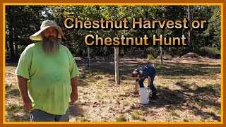 Harvesting Our First Chestnuts Ever
