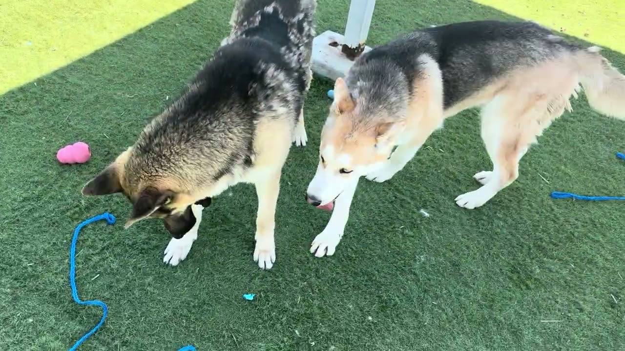SAM , a ADOPTABLE Shepherd in Wasco, CA video 5/5