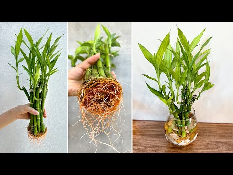 , title : 'DIY aquatic plant pots from lucky bamboo best ideas for house plants'