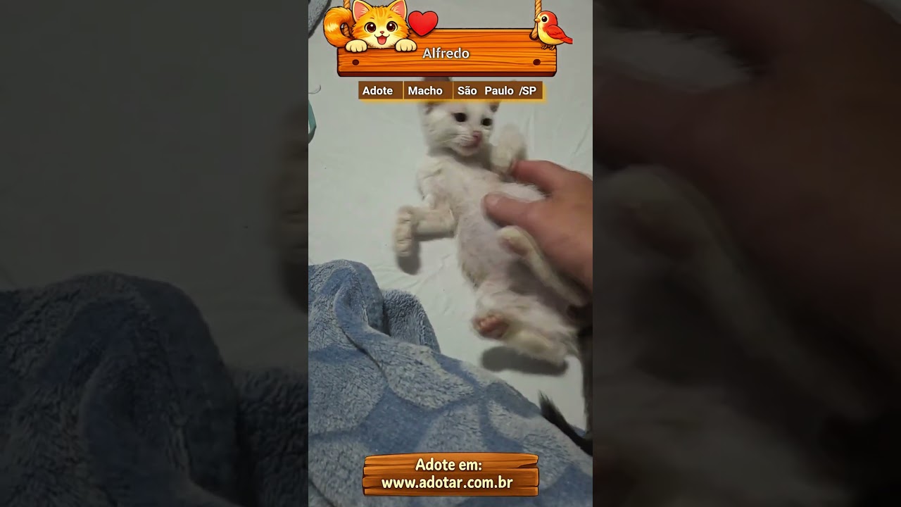 Gato raça SRD-ViraLata idade 2 a 6 meses nome Alfredo