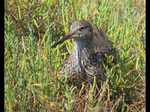 107 Vodouš rudonohý, s mláďaty, Tringa totanus, Redshak, Rotschenkel, Jarmila Kačírková