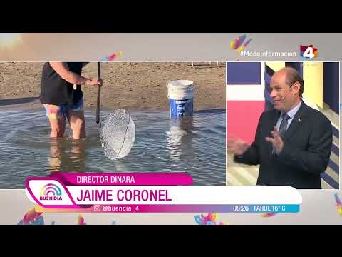 Buen Día - Rocha: Situación de la pesca de camarón en Valizas