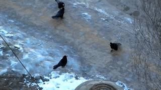 preview picture of video 'Random Birds in Vologda—Eat! [March 25, 2015, 14:13]'