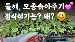 텃밭 들깨, 모종 솎아주기?