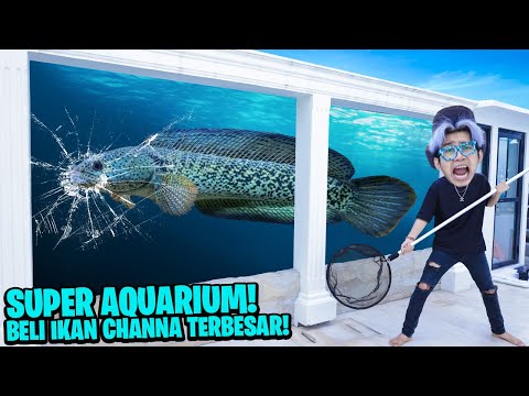 PERMINTAAN KALIAN! BELI IKAN CHANNA SUPER BESAR MASUKIN KE AQUARIUM, DIA NGAMOK KACA HAMPIR PECAH!!!