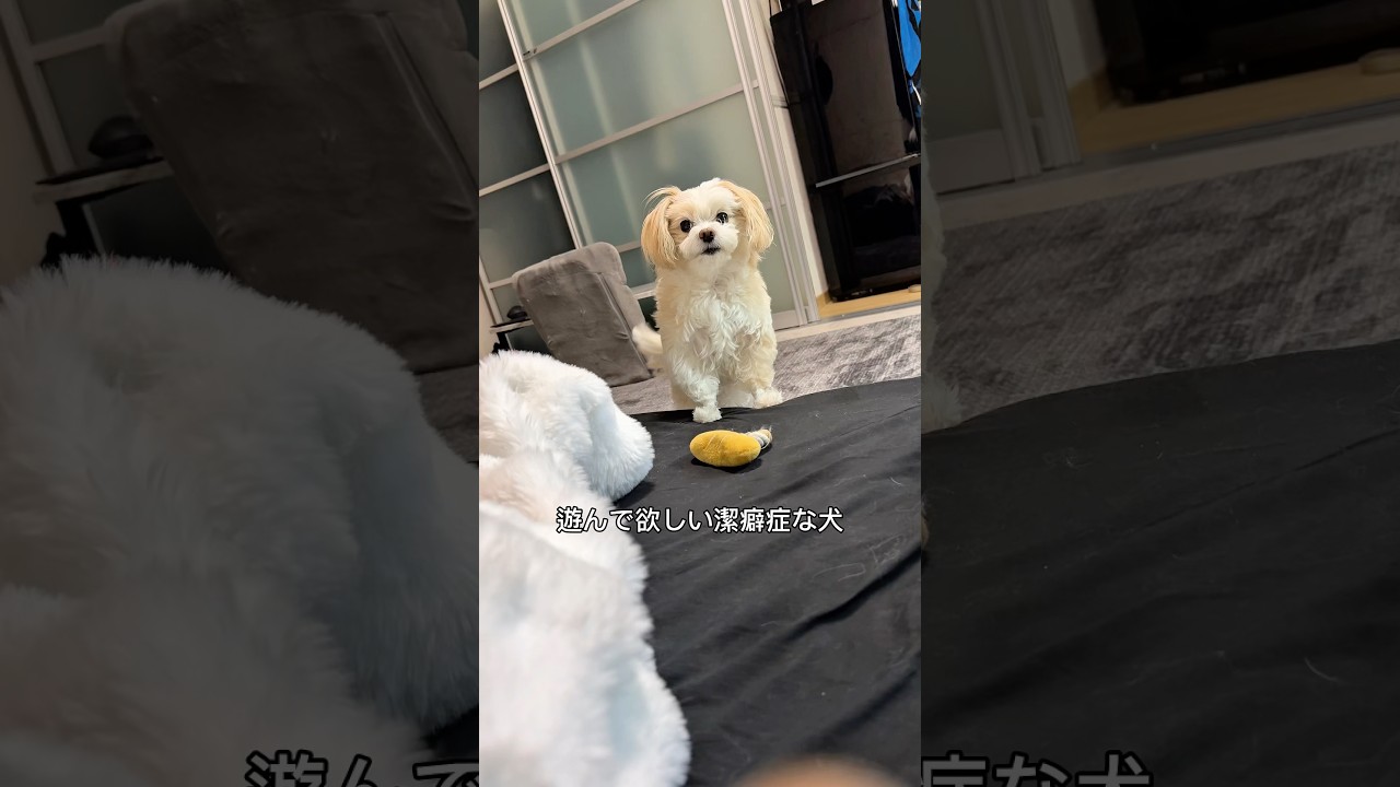 遊んで欲しい時はおもちゃを持ってきます😋#shorts #犬 #犬のいる暮らし #マルプー