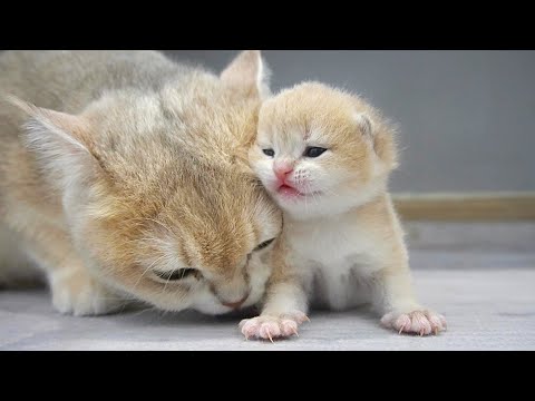 Kitten Shan learns to wash his paws, then mom cat comes and carries him to nurse
