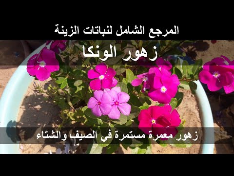 , title : 'العناية بزهور الونكا | المرجع الشامل لنباتات الزينة'