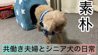 素朴な日常！中年夫婦とシニア犬との暮らし　トイプードル／パート主婦