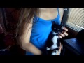 Adorable Tuxedo Kitten Waves Hello