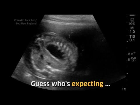 Pygmy hippopotamus Cleopatra is expecting!