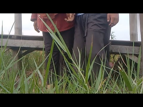 DiSemak semak Dimasukannya