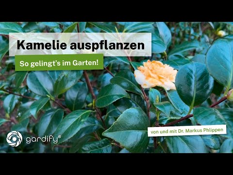 Planting Camellia: The robust variety Snowman and care tips