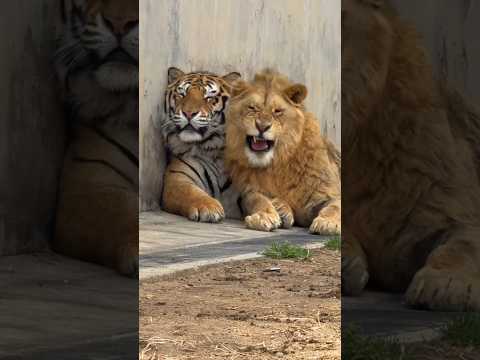 Lion and Tiger Love 😳🤭