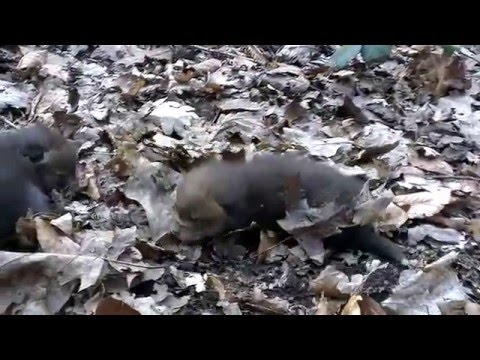 Fox cubs (~2-3 weeks old)