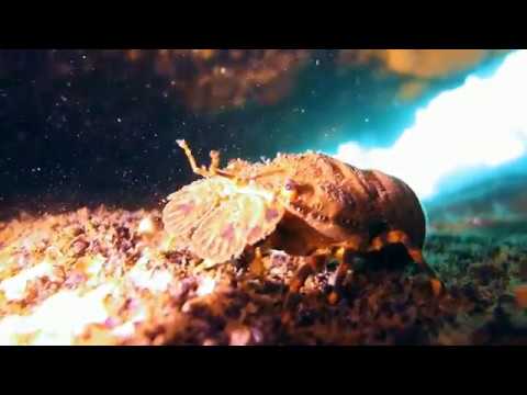 Scyllarus arctus