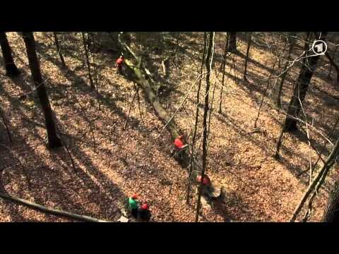 Die Sendung mit der Maus: Ein Baum (Teil 1)