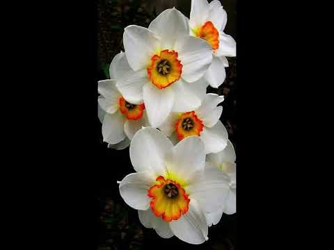 LECTURE EN FRANCAIS DU TEHILIM 97