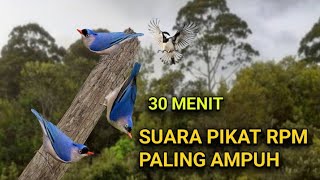Download lagu Suara Pikat Rambatan Paruh Merah Paling Ampuh Sepanjang Masa. Durasi 30 Menit. mp3