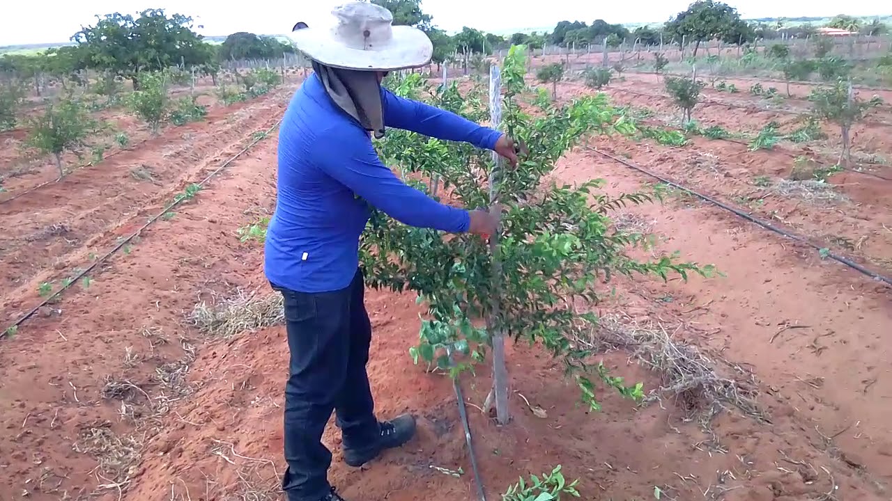 Poda de formação na acerola