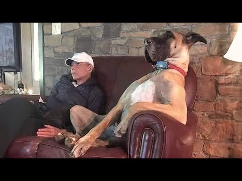 Ce chien dogue allemand vous fera rire toute la journée