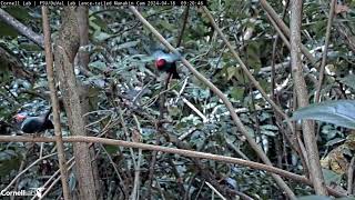 Short Manakin Display Sequence From Two Males | April 18, 2024