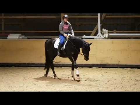 BM Sportpferde/san amour aus don frederico geb 2013