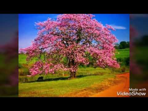 Paineira velha video