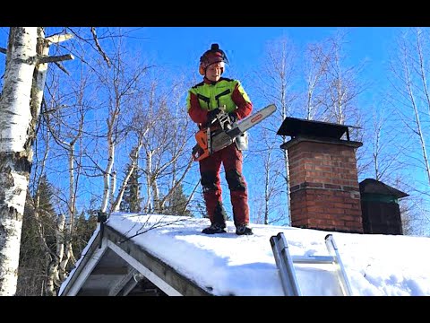 Tarkkuuskaatoa osa 1. "vaihto-oppilas pelästyy". Lumberjack and Husgvarna 572 xp. 27/2022